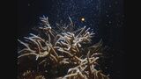 「夜の海で産卵」の常識を覆す “日中”に産まれたサンゴがまた日中に産卵 美ら海水族館が世界初の成功|TBS NEWS DIG