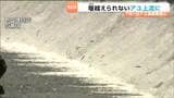 アユ大量死も起きた広瀬川でアユ遡上を支援 堰を越えられない魚を捕獲し上流へ放流 仙台|TBS NEWS DIG