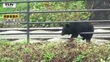 【動画】現場は一事騒然...通学時間帯、高校のそばにクマ 小学校ではクマがガラスに突進 県内でクマ目撃相次ぐ(山形) | 山形のニュース│TUYテレビユー山形