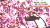 愛媛県内3月下旬~4月上旬並みの暖かさに 今治市では河津桜が見ごろ 愛媛|TBS NEWS DIG