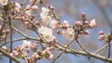 福島市で今年初の夏日 花見山ではソメイヨシノ開花 観光客でにぎわう |TBS NEWS DIG