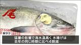 秋サケの入荷本格化 1キロ当たりメス1100円オスが900円と平年並み価格で取り引き 仙台市中央卸売市場|TBS NEWS DIG