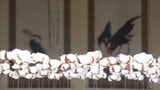 芸術×ものづくり 「瀬戸内産業芸術祭2026」3日開幕 アートの力で地元の1次2次産業を元気に 岡山・愛媛の7会場で【岡山】 | 岡山・香川のニュース | 天気 | RSK山陽放送