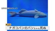 「嘘だと言って…」魚津水族館のアイドル “丸太のようなナガコバン” バンちゃん急死 SNSで大バズりの愛らしい姿、飼育員の涙…富山・魚津市 | 富山のニュース|天気・防災|チューリップテレビ