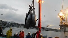 クロマグロ漁獲枠25%増で合意 反対していたメキシコが賛成に転じる　鈴木農水大臣「前進があった」| TBS CROSS DIG with Bloomberg