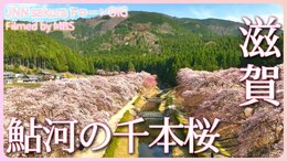 静かな里、鮎河の千本桜【JNN sakuraドローンDIG 2023】|TBS NEWS DIG