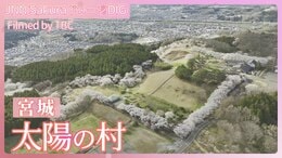 太陽の村と満開の桜【JNN sakuraドローンDIG 2025】|TBS NEWS DIG