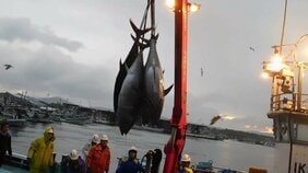 クロマグロ漁獲枠25%増で合意 反対していたメキシコが賛成に転じる 鈴木農水大臣「前進があった」|TBS NEWS DIG