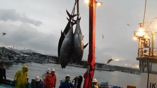 クロマグロ漁獲枠25%増で合意 反対していたメキシコが賛成に転じる　鈴木農水大臣「前進があった」| TBS CROSS DIG with Bloomberg