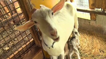 ヤギ小屋 3代続くヤギ小屋で初！ 四つ子のヤギが誕生、人気者に うるま市与那城