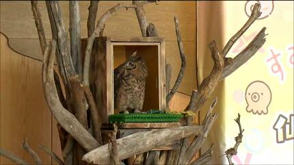 レア！アフリカワシミミズク 頭骨 ※捕獲データ付 アフリカワシミミズク