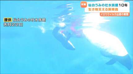 イロワケイルカの誕生、白いウニ…「仙台うみの杜水族館」開業10年を
