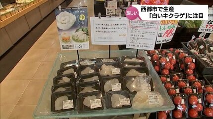 最高級白キクラゲ 20230807-OYTNI50018-1.jpg?type=ogp