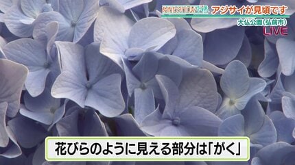 2500株の紫陽花（アジサイ）今が見頃！弘前・大仏公園へ なぜ『白』が