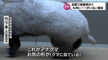 かつて九州にはクマがいた なぜ今はいない？ 全国で相次ぐクマの被害