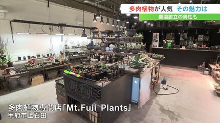 お取り置き専用　多肉植物　❁︎シュビル錦　未発根 Top Succulent 花の源海外基地 多肉植物輸出 通関 ドアツードア – Top
