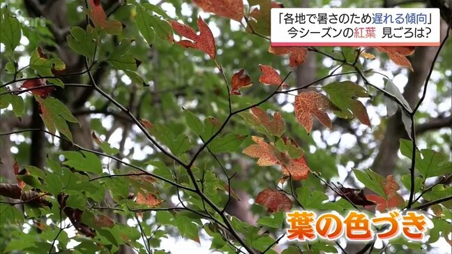 今年の紅葉はいつ?　長引く暑さが秋の景色に影響　17日も宮崎県内各地で真夏日|TBS NEWS DIG