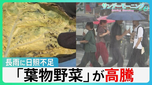 “実りの秋”襲う長雨と日照不足　レタスなど「葉物野菜」が高騰　家計に影響も…【サンデーモーニング】|TBS NEWS DIG