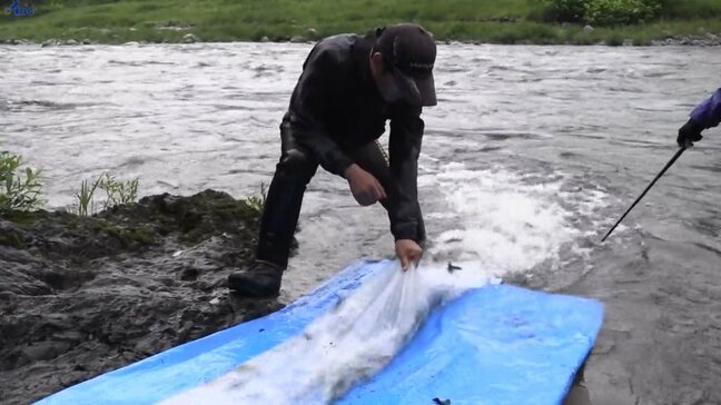 7月1日の釣り解禁を前に閉伊川でアユの稚魚放流 岩手・宮古市|TBS NEWS DIG