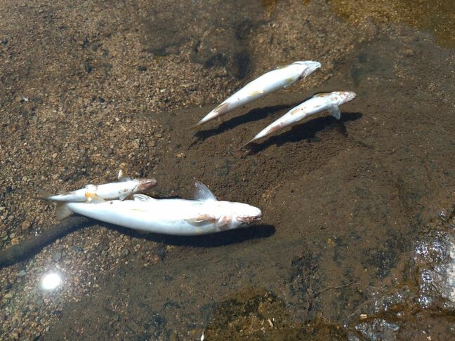 島根県内の2本の川で「アユ」と「ボラ」が大量死 合計200匹程度 住民からの連絡で確認 死因調査へ|TBS NEWS DIG