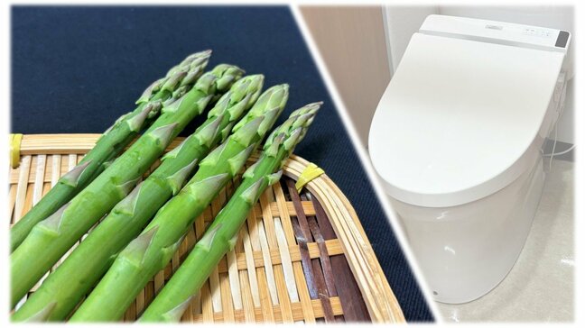 アスパラガスを食べた後の「尿」の独特なにおい、感じる人と感じない人がいる…違いは？　あなたは嗅ぎ分けられる？|TBS NEWS DIG