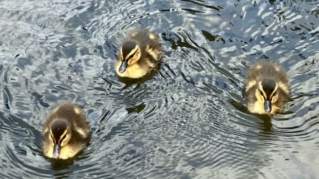アイガモの赤ちゃん11羽が誕生　愛くるしい姿で公園の池を泳ぐ　「孫よりかわいい」「癒やされます」|TBS NEWS DIG