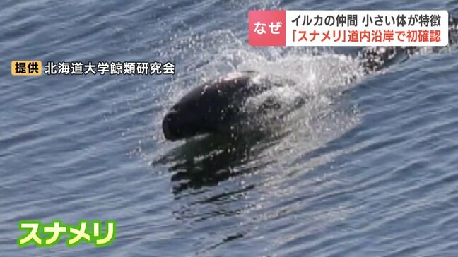 なぜ函館に？本来はいないはずの「スナメリ」を北海道で初確認　波に乗って楽しそうに泳ぐ姿に北大研究員も驚き　見つけても「遠くから見守って」と呼びかけ|TBS NEWS DIG
