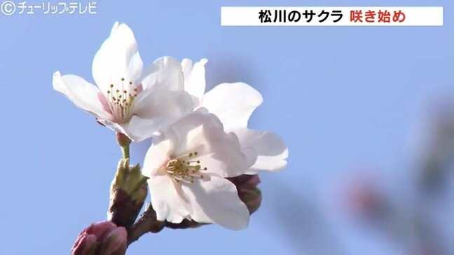 【速報】富山の桜　名所 “松川べり” のソメイヨシノ「開花」発表　富山観光遊覧船　気象台開花宣言より一足早く…28日から割増運賃に|TBS NEWS DIG