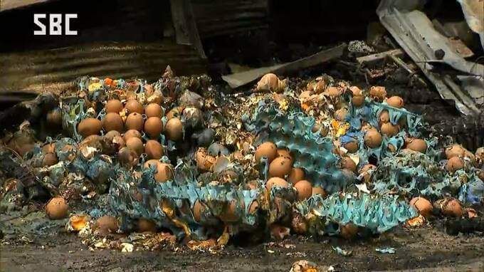 【養鶏場火災】ニワトリ被害は2万羽超か…従業員から「鶏舎が燃えている」通報…ニワトリ飼育する建物2棟が焼ける…経営者男性「多くの人に迷惑、苦しいみじめな状況…」　|　SBC NEWS | 長野のニュース | SBC信越放送