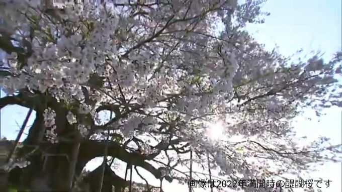 樹齢1000年の一本桜「醍醐桜」が満開　昨年より1週間ほど早く　見頃は4月2日ごろまで【岡山・真庭市】　|TBS NEWS DIG