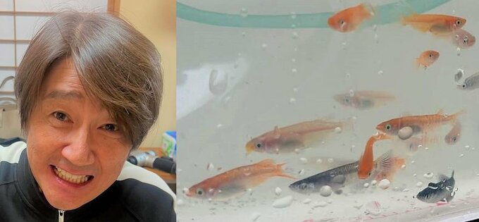 【近藤真彦】　「メダカを買いました」「持ち帰ってから家にいるメダカちゃん達と合流。産卵ラッシュが楽しみです！」　メダカ愛好家の一面を明かす|TBS NEWS DIG