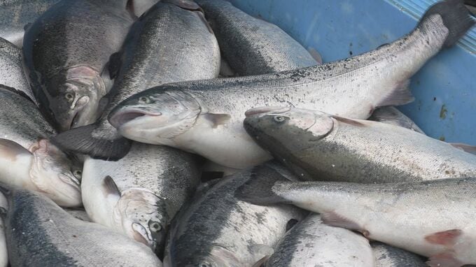 海面養殖による宮古トラウトサーモンが今季初出荷　水揚げ量は2025年の倍　値段も順調で市場活気づく　岩手|TBS NEWS DIG