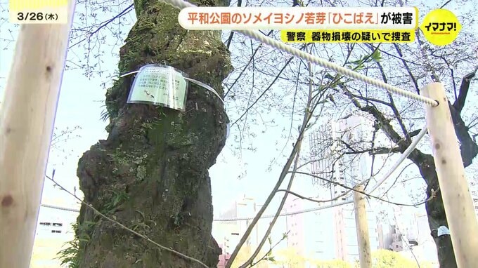 平和公園でサクラの根元の若芽“ひこばえ”折られる　2月末時点で34本が被害　警察は器物損壊の疑いで捜査　広島|TBS NEWS DIG