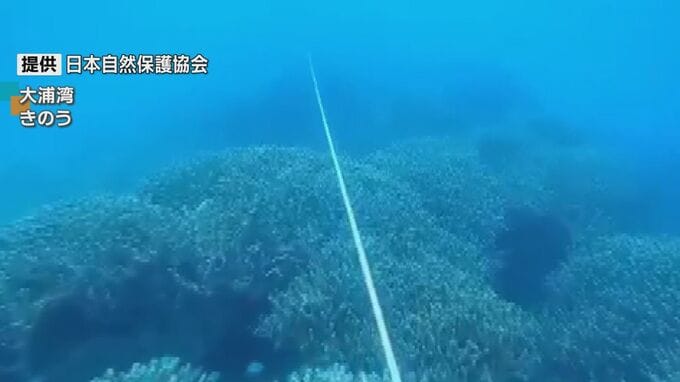 辺野古埋め立て工事が海の生態系に影響か　サンゴは減少し、シアノバクテリアが大量確認　|　沖縄のニュース｜RBC 琉球放送