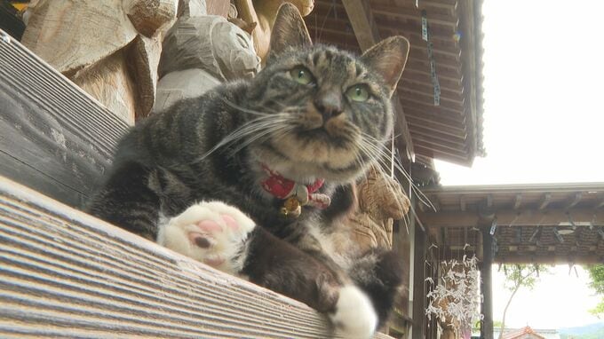 猫寺に響く涼やかな音色　山口・萩　|　山口のニュース・天気・防災｜tys NEWS｜ｔｙｓテレビ山口