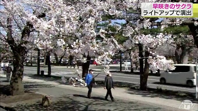 「サクラの海」ライトアップ　十和田市官庁街通り１キロの桜並木　まもなく見ごろに　青森県|TBS NEWS DIG