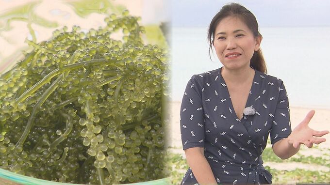 賞味期限1週間だった海ぶどう  技術向上で「賞味期限2年」に  販路拡大で世界へ挑む山城由希さん|TBS NEWS DIG