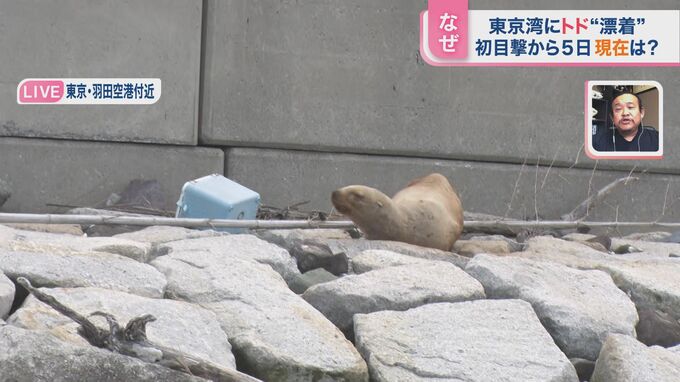 初目撃から5日 東京湾の“トド”　パンク町田氏「だいぶ元気になっているように見える」【ひるおび】|TBS NEWS DIG