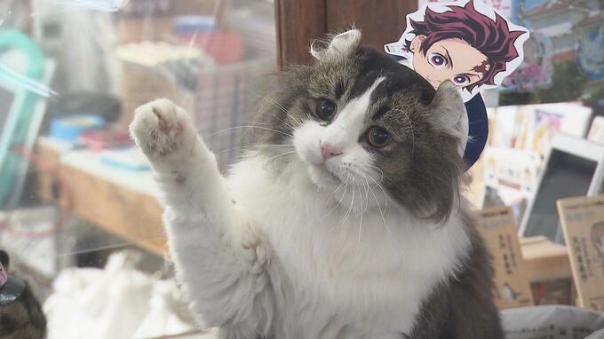 2代目名誉駅長・ネコの「らぶ」天国へ　会津鉄道・芦ノ牧温泉駅で活躍　|　福島のニュース│TUF