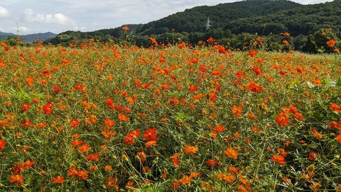 岩手県雫石町の公園でキバナコスモスの花が見ごろ　2025年は雑草が元気だったため、花はいつもの7割ぐらい|TBS NEWS DIG