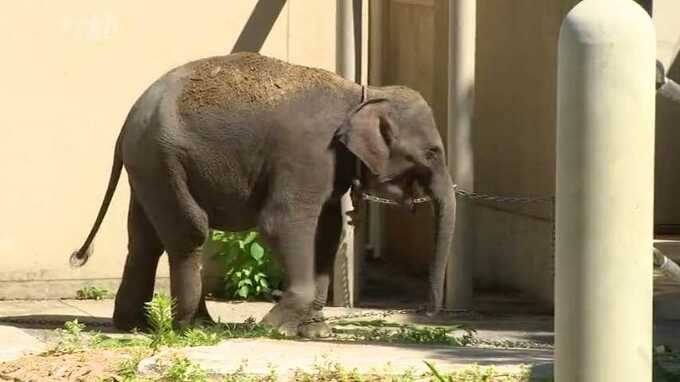 動物園で「ゾウ選挙」　４頭の名前はどれに・・・投票は衆院選と同じ27日まで受け付け　|　福岡のニュース｜RKB NEWS｜RKB毎日放送