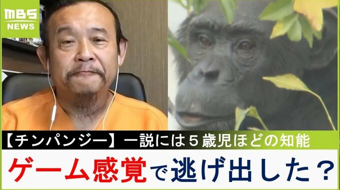 【チンパンジー脱走】「ゲーム感覚で檻から逃げ出したか」なぜ獣医師は噛まれた？麻酔銃ですぐに眠らなかった理由は？動物研究家・パンク町田氏の見解|TBS NEWS DIG