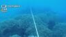 辺野古埋め立て工事が海の生態系に影響か　サンゴは減少し、シアノバクテリアが大量確認　|　沖縄のニュース｜RBC 琉球放送