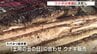 連日の猛暑のなか「土用の丑の日」　夏を乗り切るウナギ料理の準備に大忙し　広島　|　RCC NEWS | 広島ニュース | RCC中国放送