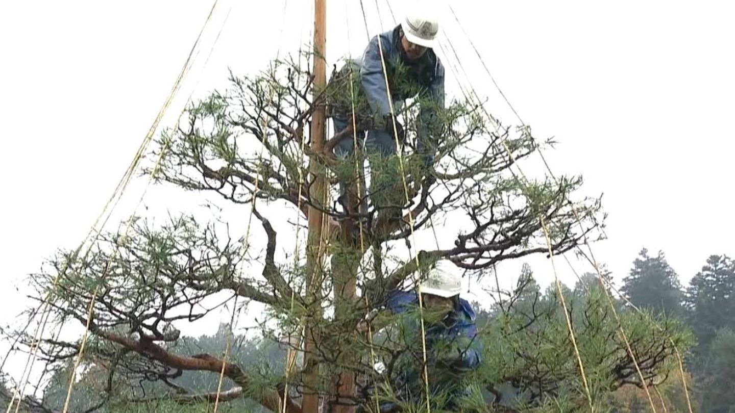 雪の重みから松を守る「雪つり」 観光地の中橋周辺や高山陣屋前広場など29か所に 岐阜・高山市