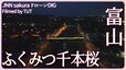 闇夜に浮かぶ ふくみつ千本桜　富山県・南砺市【JNN sakuraドローンDIG 2023】|TBS NEWS DIG
