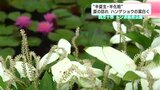 “半夏生・半化粧” 夏の訪れ ハンゲショウの葉白く | 高知のニュース・天気|KUTV NEWS | KUTVテレビ高知