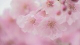 シダレザクラが七分咲き 並木通りで4月いっぱい楽しめる 山中湖・花の都公園|TBS NEWS DIG