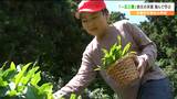 「一芯三葉」で児童が茶摘み 主催者は「石巻市桃生から世界にお茶が出荷を知ってほしい」宮城|TBS NEWS DIG