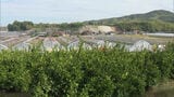 全国に知られる"美味しいみかん” 福岡県みやま市の特産「山川みかん狩り」|TBS NEWS DIG